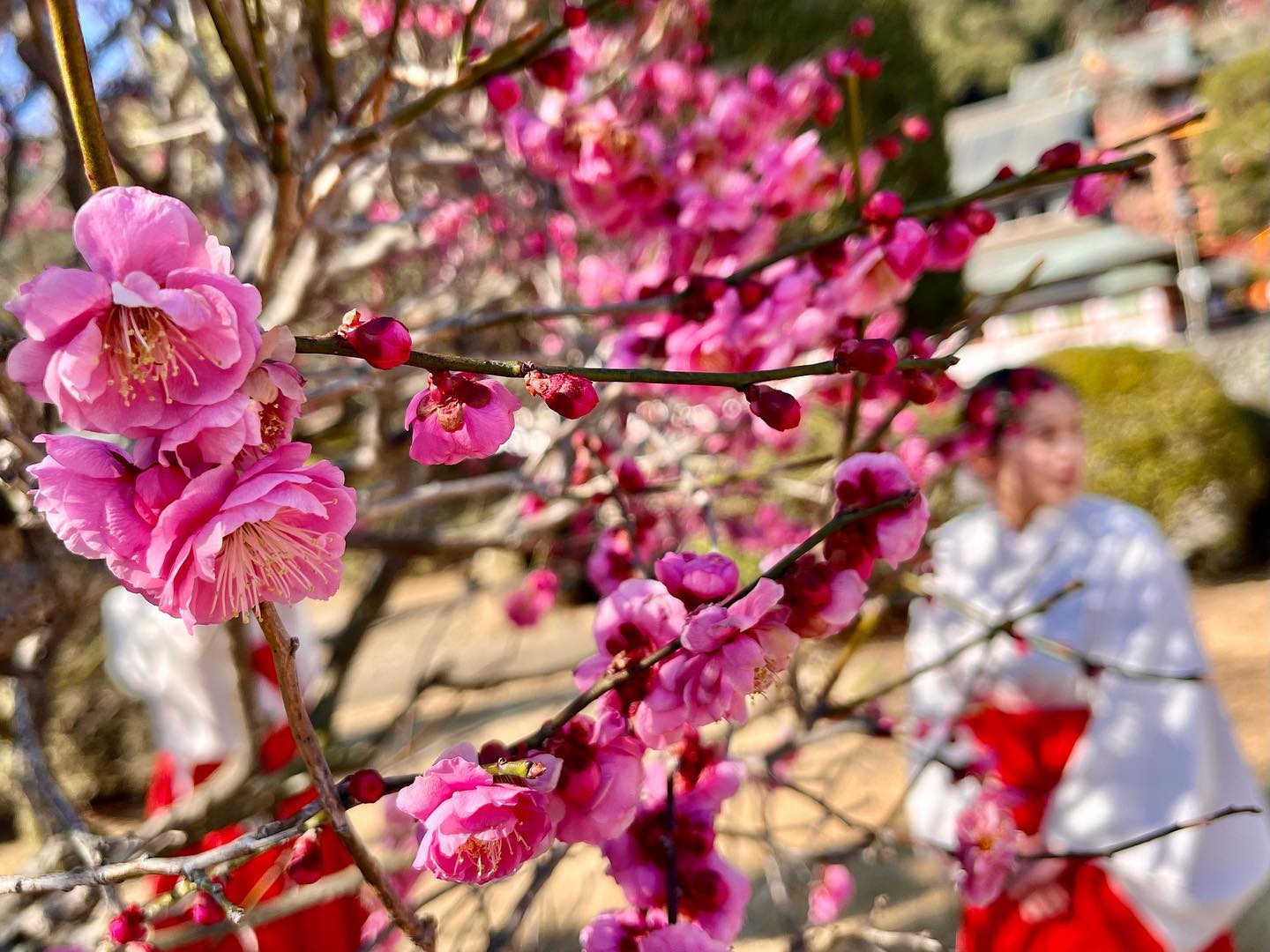 【鹿島市】祐德稻荷神社日本庭園的梅花